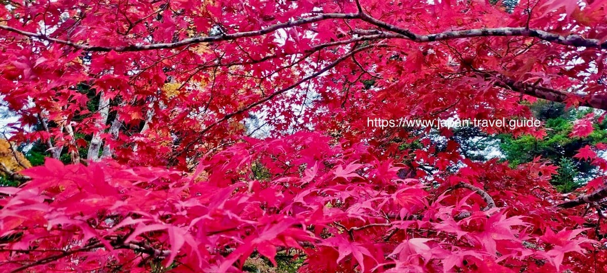 青森・中野もみじ山――日本でも屈指の紅葉スポット