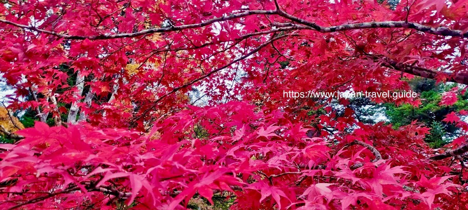 青森・中野もみじ山――日本でも屈指の紅葉スポット