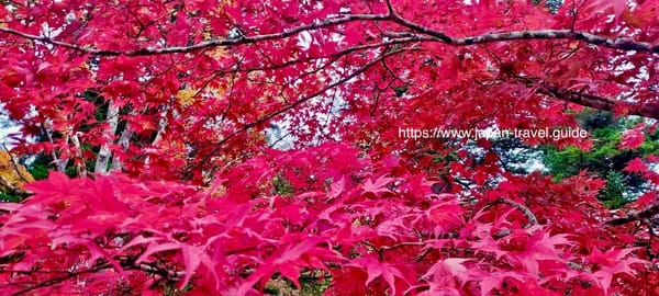 青森・中野もみじ山――日本でも屈指の紅葉スポット