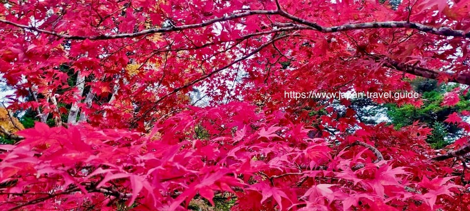 青森・中野もみじ山――日本でも屈指の紅葉スポット